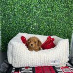 Teacup Toy Poodle