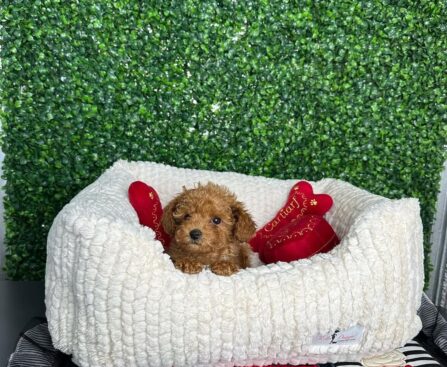 Teacup Toy Poodle