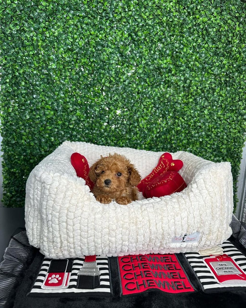 Oliver- Male Red Toy Poodle - Image 4