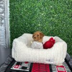 Toy Poodle Puppies