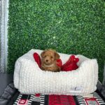 Teacup Poodles for Sale Near Me