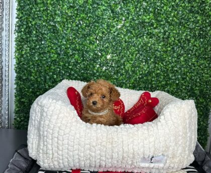Teacup Poodles for Sale Near Me