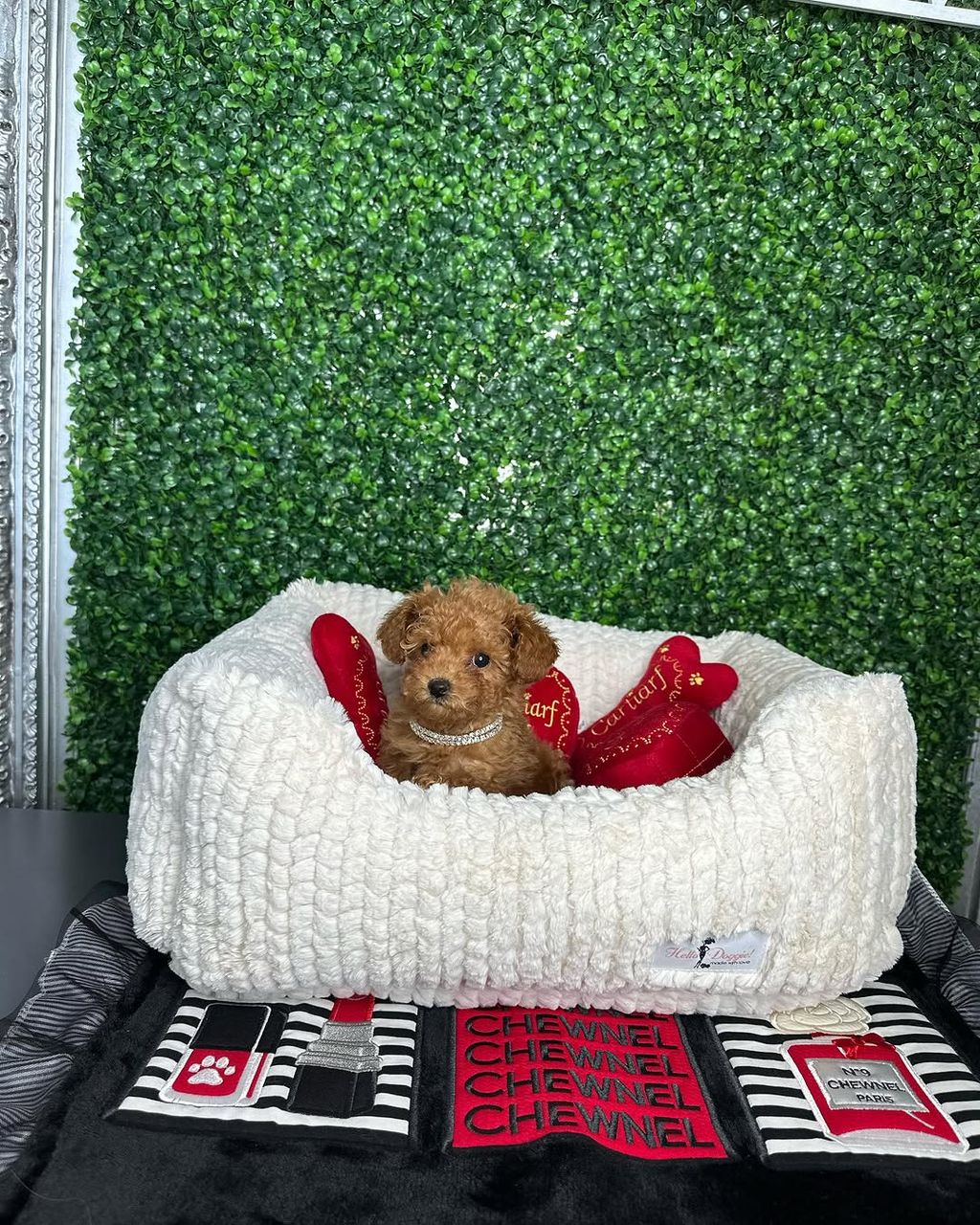 Oliver- Male Red Toy Poodle - Image 3