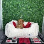 Poodle Hypoallergenic