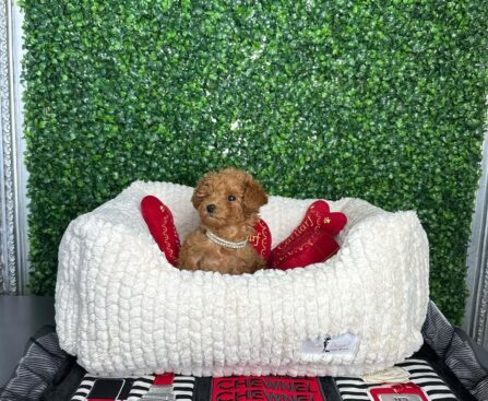 Poodle Hypoallergenic