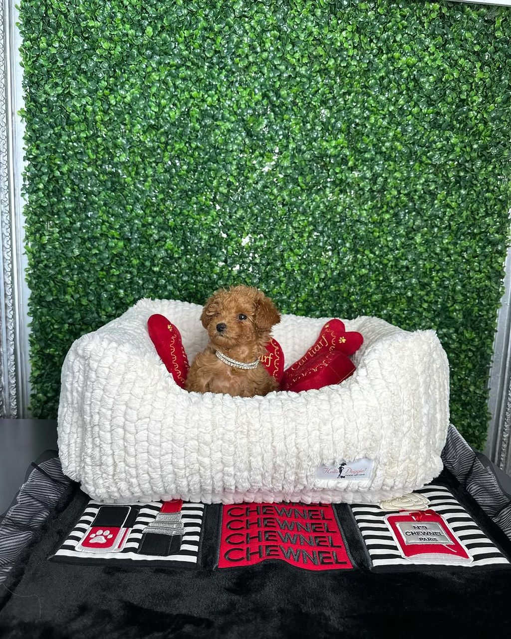 Oliver- Male Red Toy Poodle - Image 2