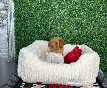 Toy Poodle Puppies