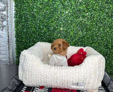 Toy Poodle Puppies