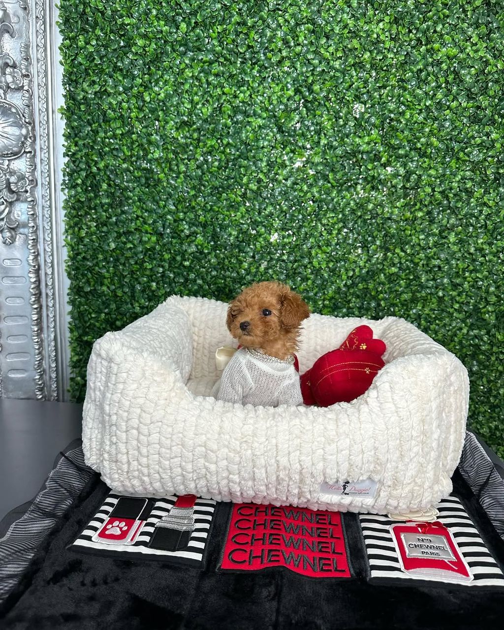 Oliver- Male Red Toy Poodle - Image 5