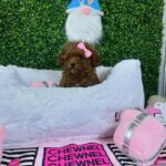 Toy Poodle Price