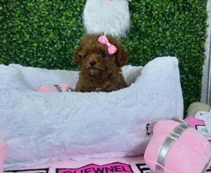 Toy Poodle Price