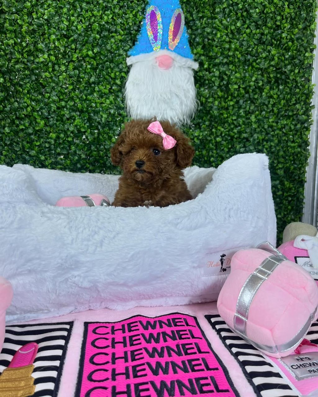 Nala- Female Red Toy Poodle - Image 5