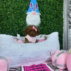 Nala- Female Red Toy Poodle