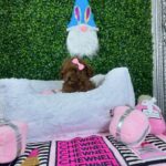 Teacup Poodles for Sale