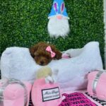 How Much Is a Toy Poodle