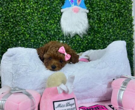 How Much Is a Toy Poodle