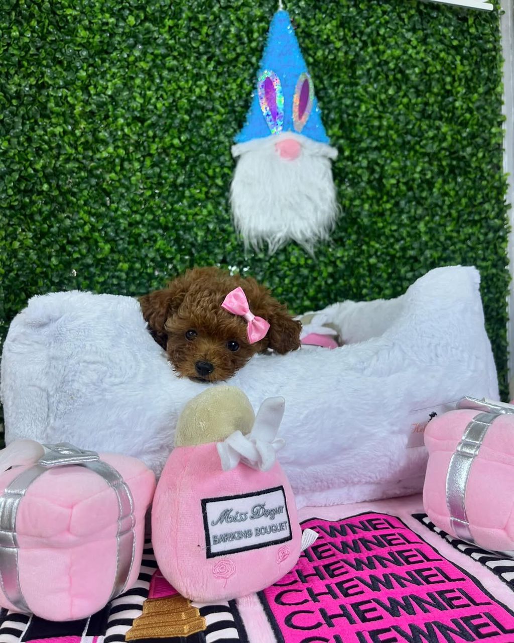 Nala- Female Red Toy Poodle - Image 3