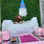 teacup dogs for sale