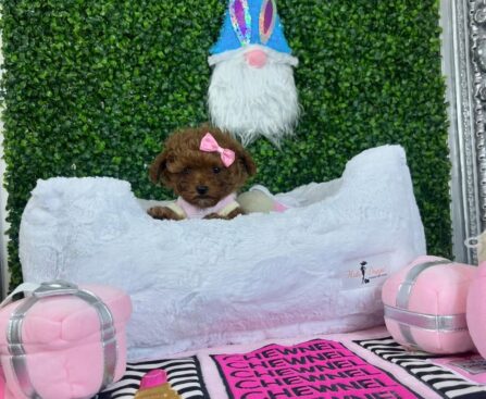 teacup dogs for sale