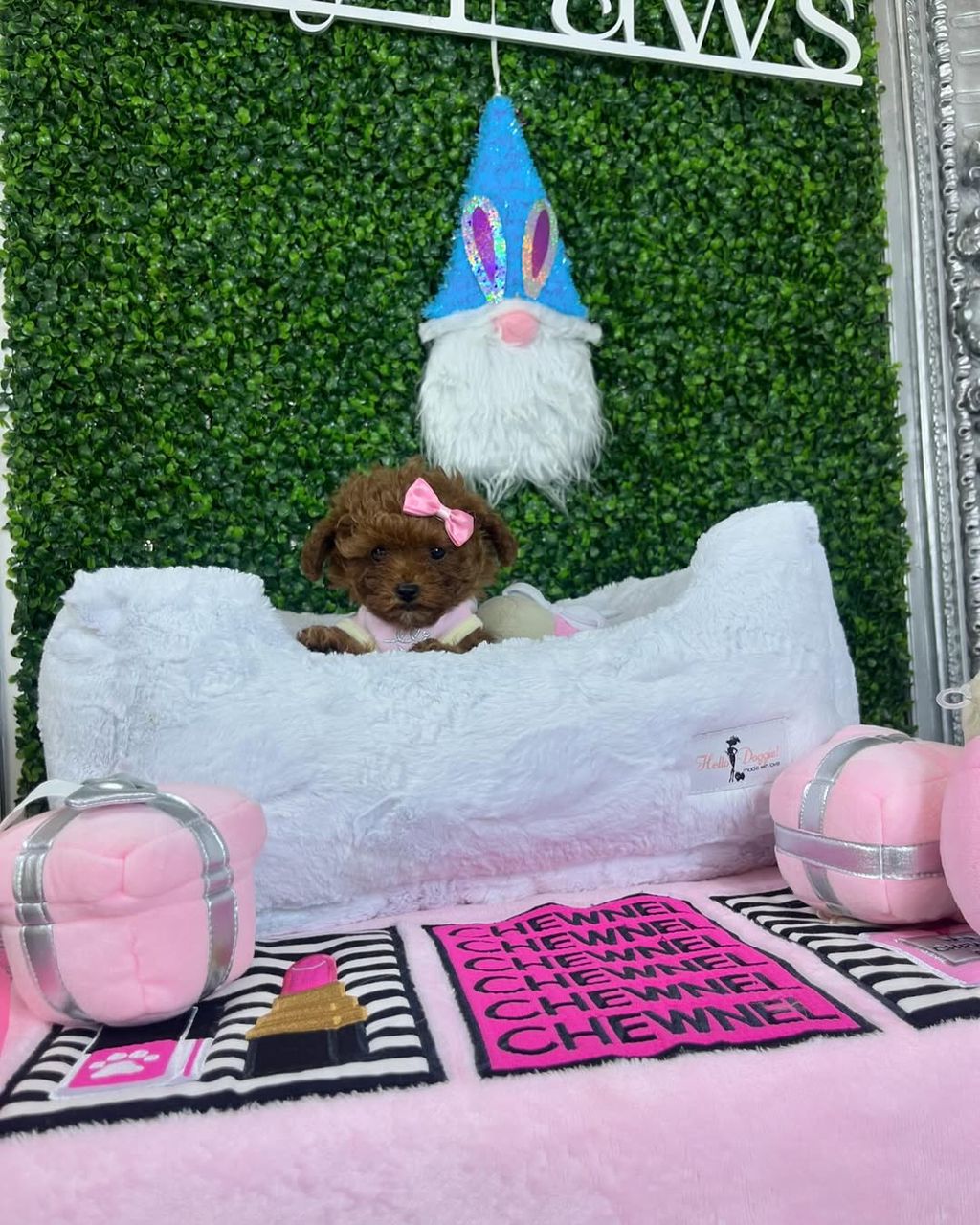 Nala- Female Red Toy Poodle - Image 2