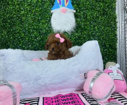 Teacup Poodles for Sale