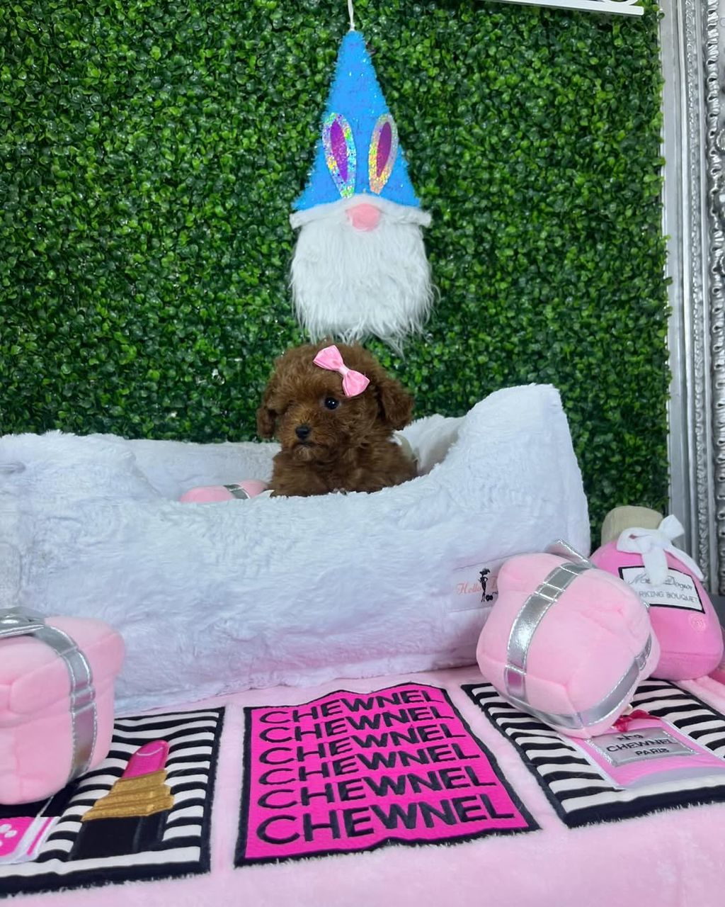 Nala- Female Red Toy Poodle - Image 4