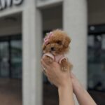 Teacup pom pom puppies
