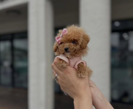 Teacup pom pom puppies