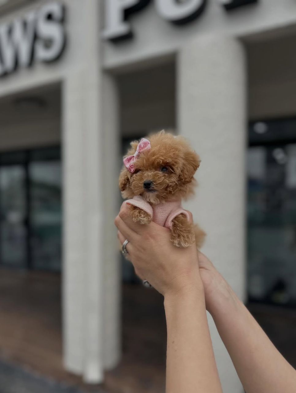 Toby- Male Toy Poodle - Image 4