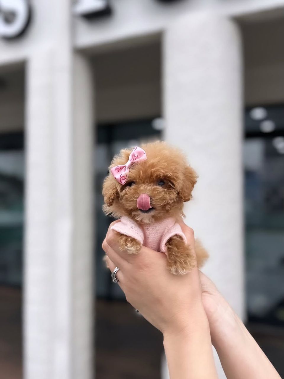 Toby- Male Toy Poodle - Image 3