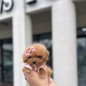 Toby- Male Toy Poodle