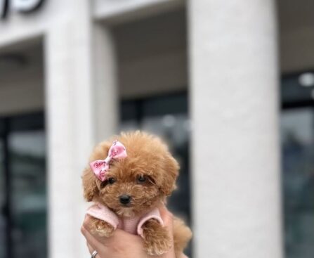 Teacup Poodles for Sale
