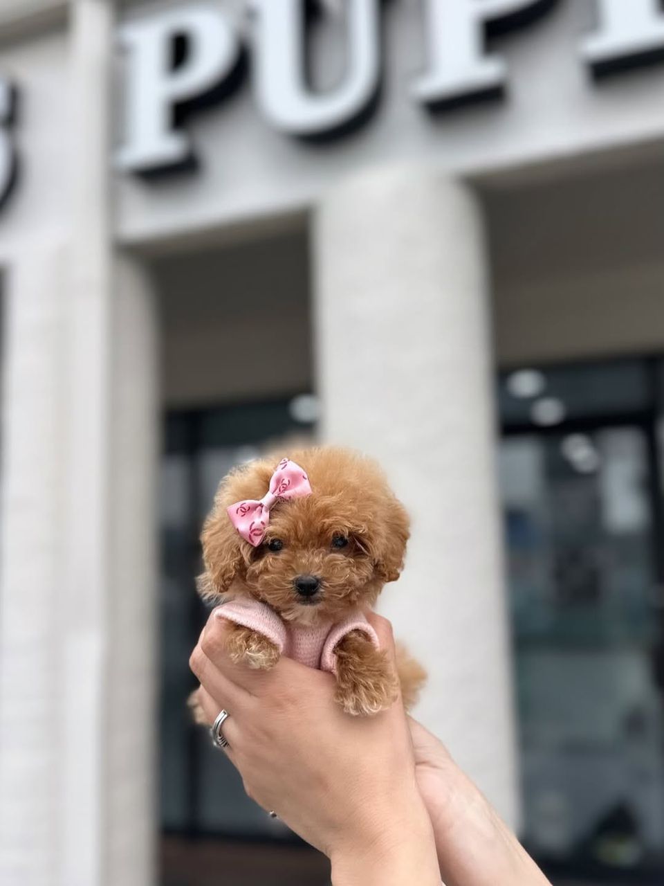 Toby- Male Toy Poodle - Image 2